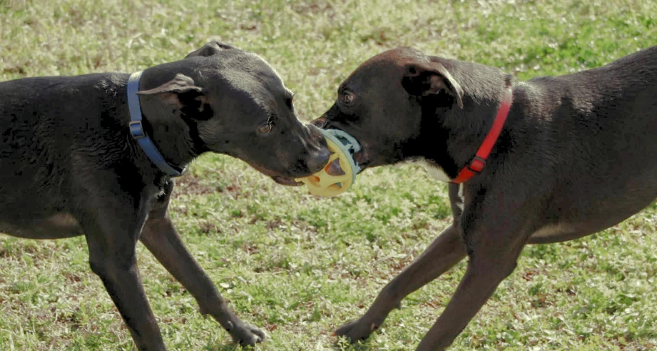 Dog Bites 1 dog playing or fighting over a toy
